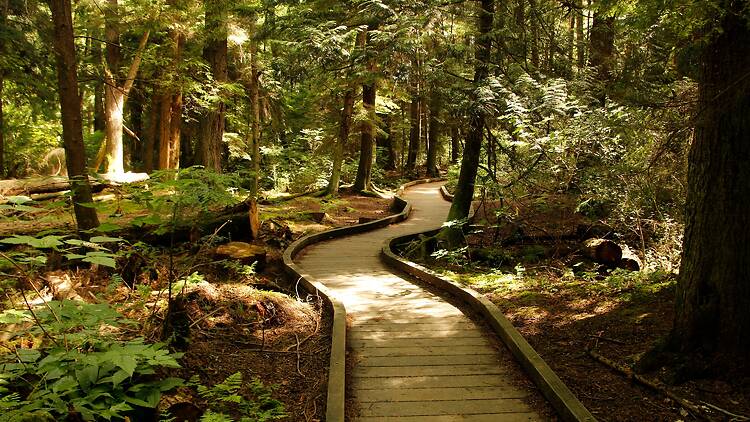 Pacific Spirit Regional Park