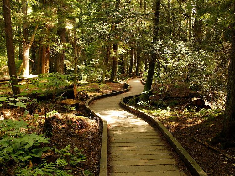 Pacific Spirit Regional Park