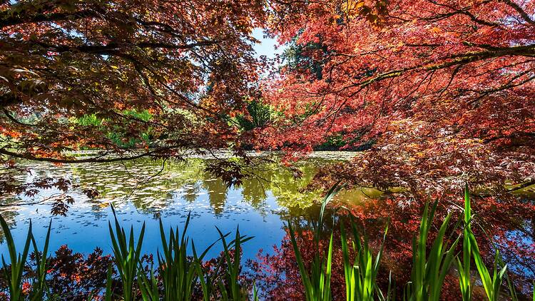 VanDusen Botanical Garden