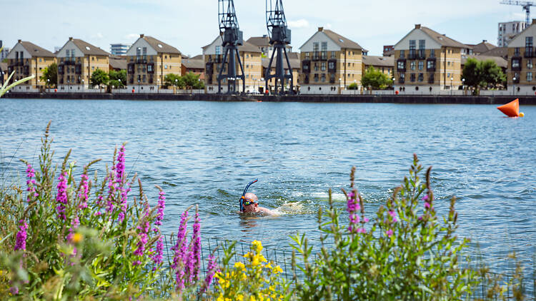 Snorkelling in Royal Victoria Dock Snorkelling in Royal Victoria Dock