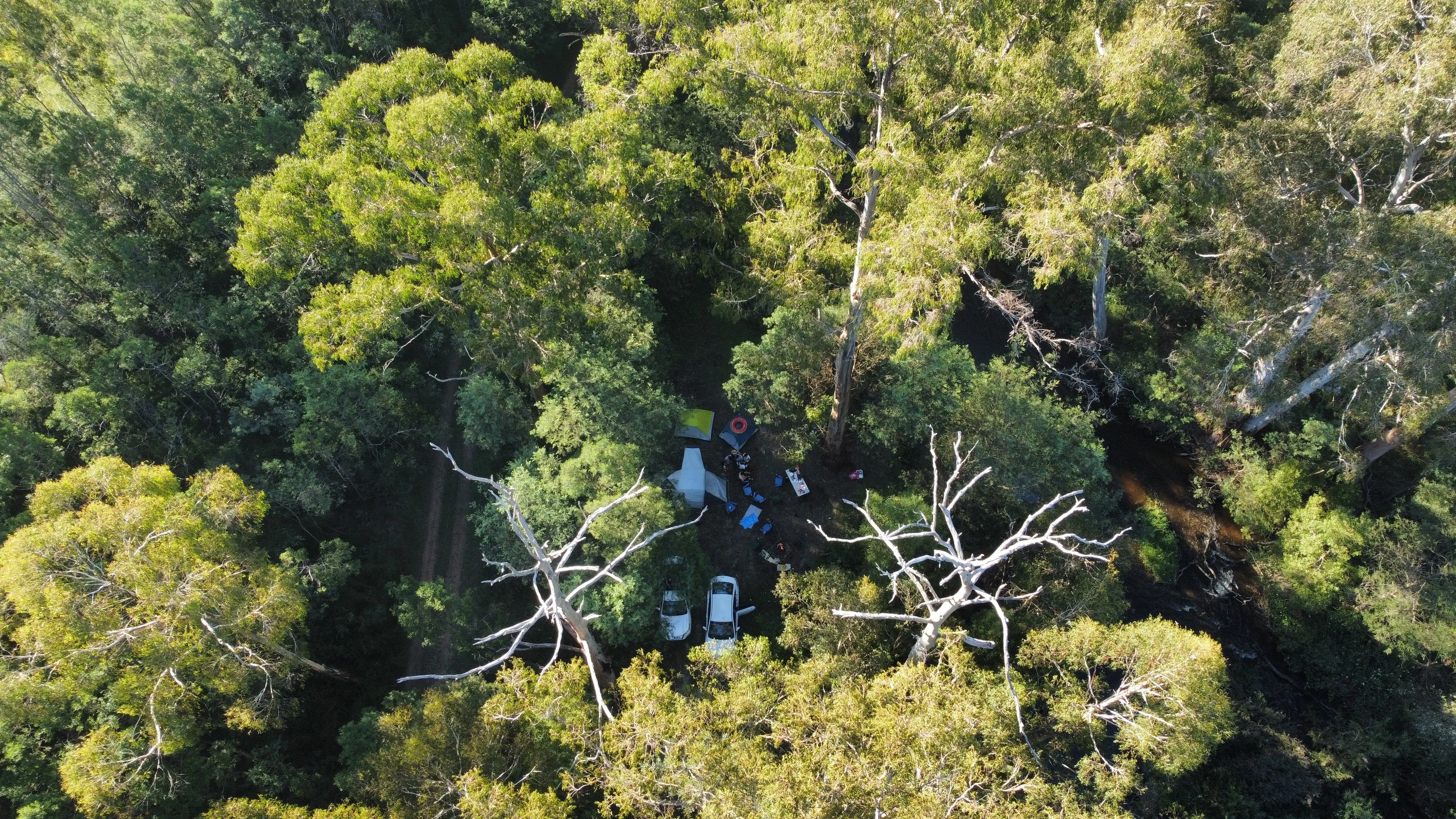 The Fern Glade, Murrindindi