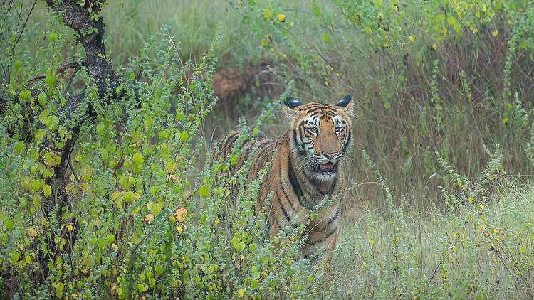 Tadoba Tiger Reserve Tadoba Tiger Reserve
