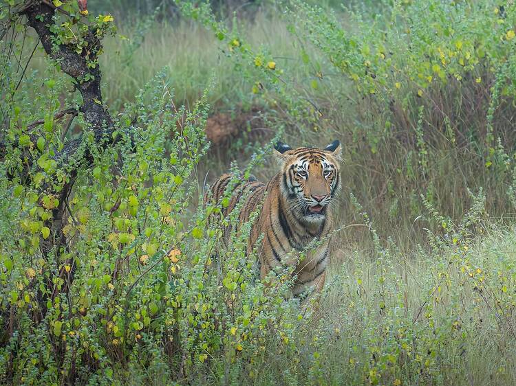Explore Tadoba's monsoon naturalist course this July & August Explore Tadoba's monsoon naturalist course this July & August