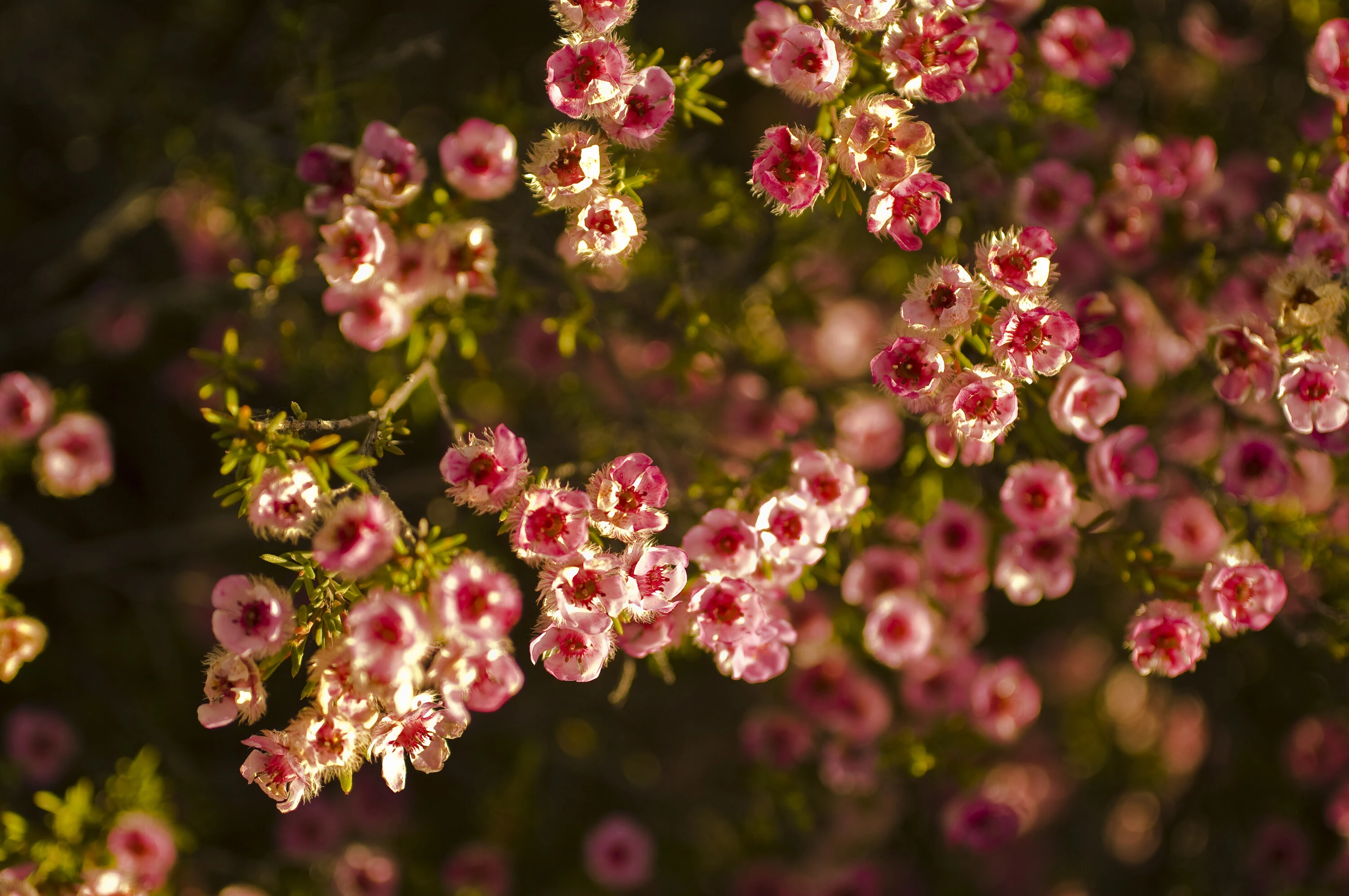 Painted Featherflower (Verticordia picta), near Hyden