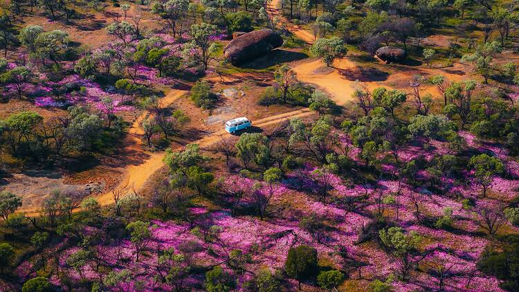 The best places to see wildflowers in Australia