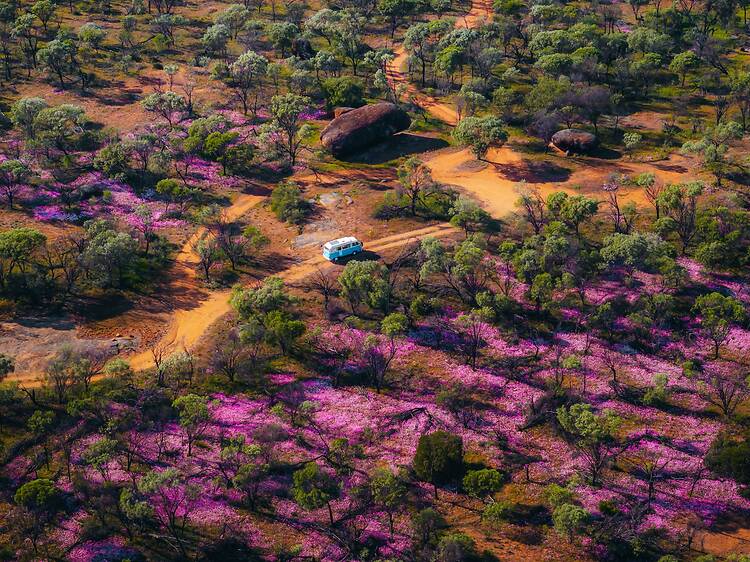 The 12 best places to see wildflowers in Australia The 12 best places to see wildflowers in Australia