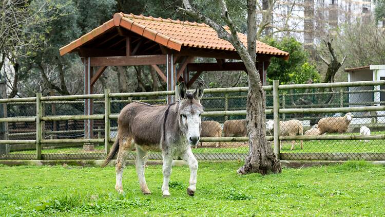 Quinta Pedagógica dos Olivais Quinta Pedagógica dos Olivais