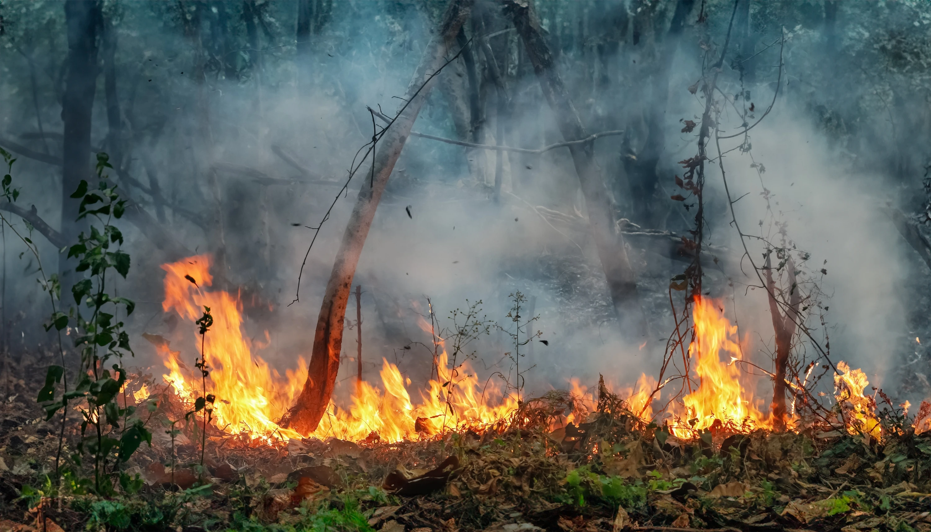 Forest fire