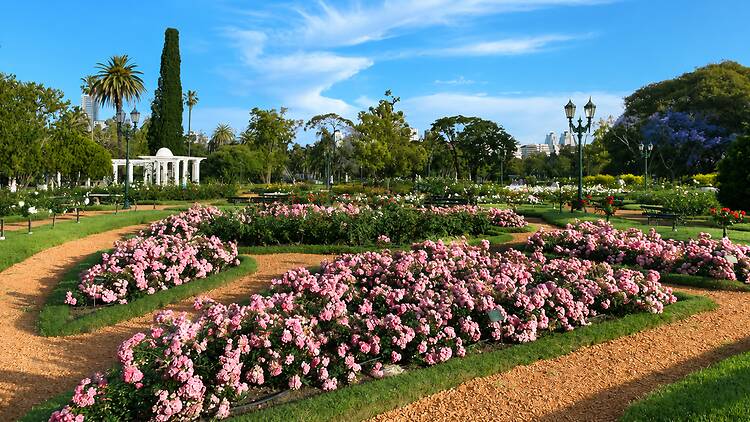 Rose Pruning & Free Cuttings at El Rosedal Rose Pruning & Free Cuttings at El Rosedal