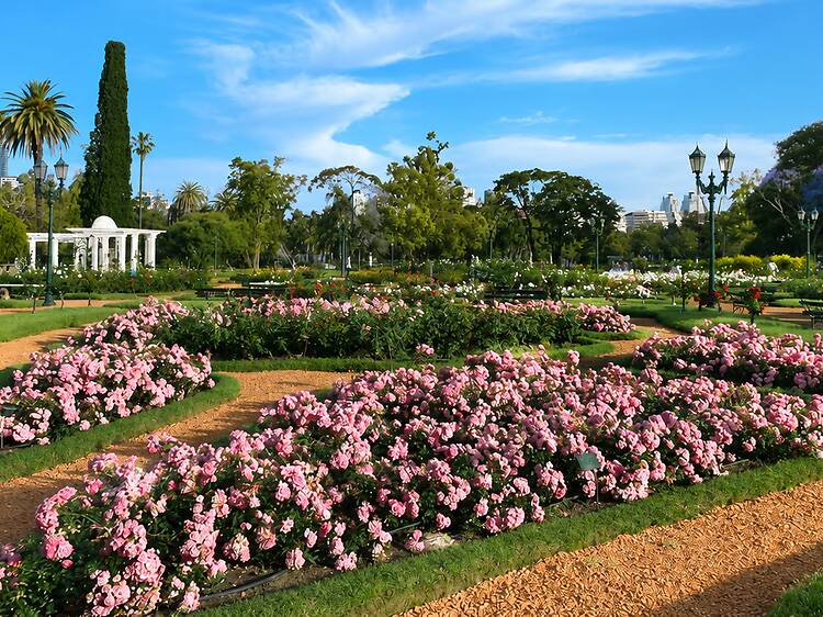 Rose Pruning & Free Cuttings at El Rosedal Rose Pruning & Free Cuttings at El Rosedal
