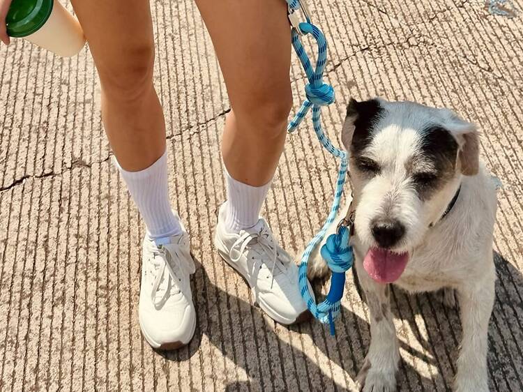NUDOG