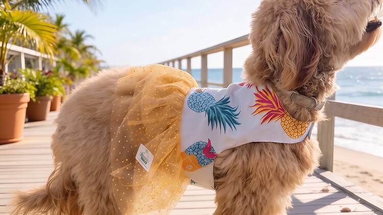 PUXER
