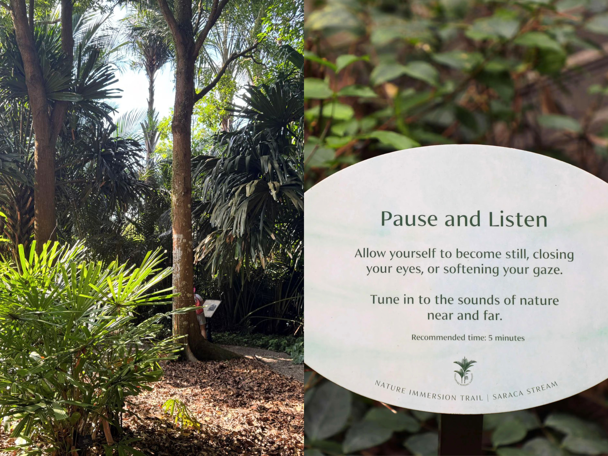 Asia's first certified forest therapy trail just opened in Singapore Botanic Gardens