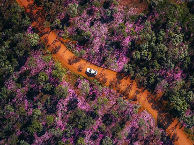 The world’s largest wildflower explosion is set to begin in Western Australia