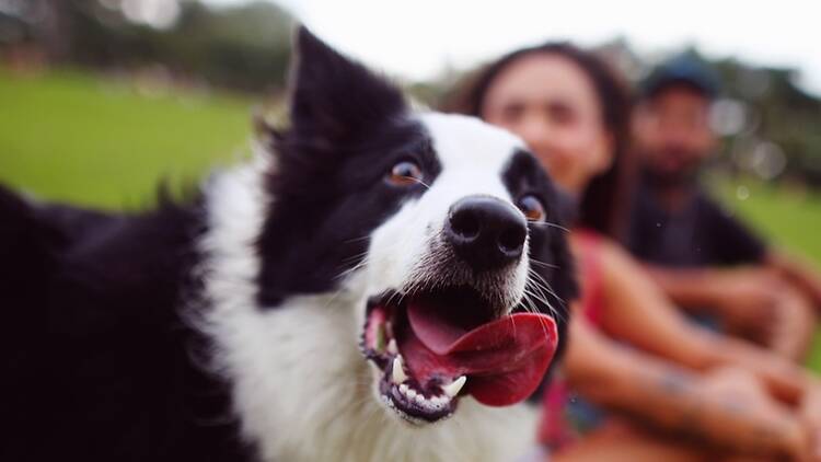 A close-up of a dog panting in a park A close-up of a dog panting in a park
