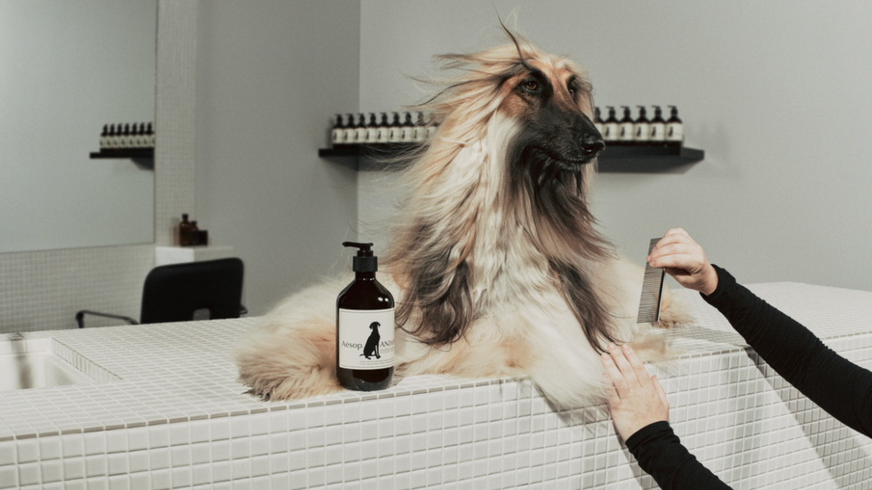 Aesop transforms their stores into Paw Parlours for pet washes in July and August