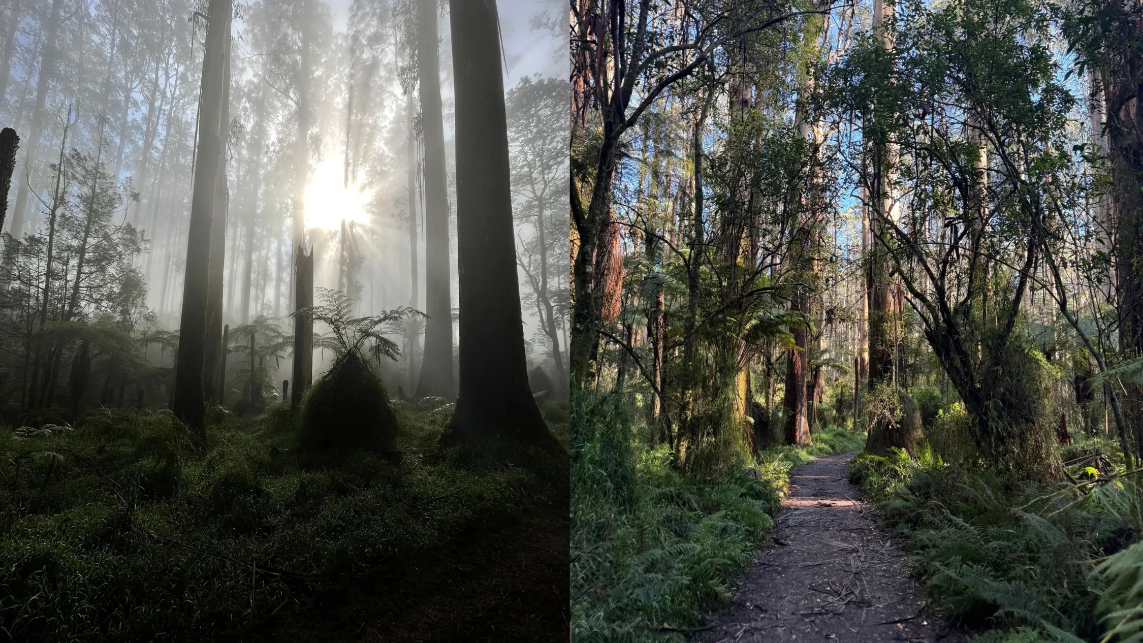 O'Donohue Track