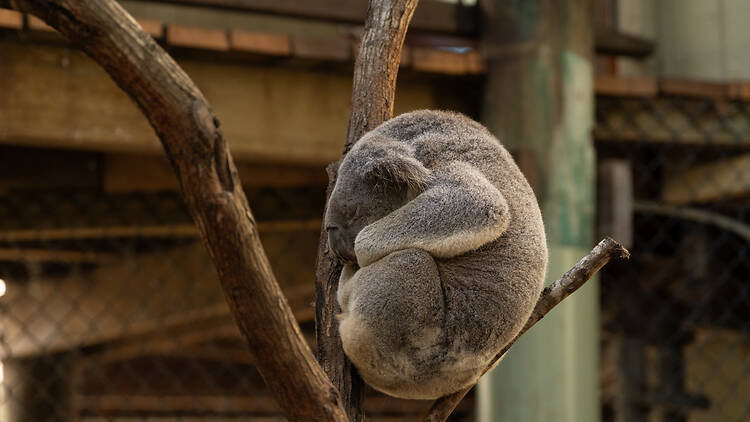 Find wild koalas in the bush Find wild koalas in the bush