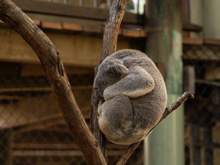 Find wild koalas in the bush Find wild koalas in the bush