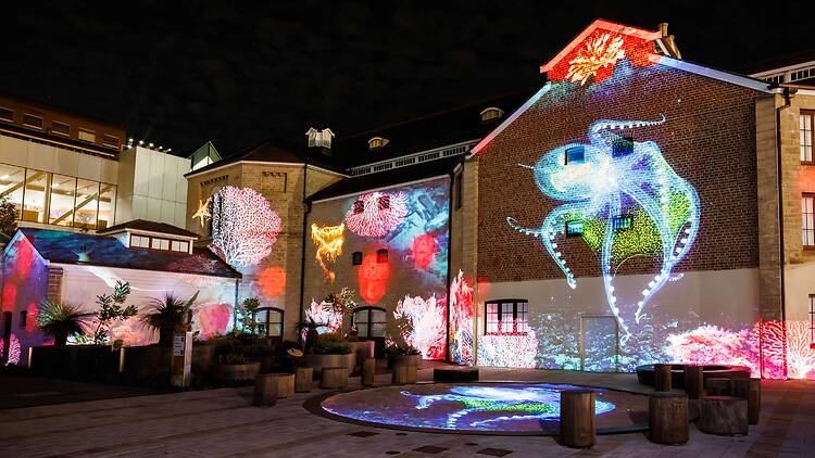 Visit ‘Illuminate: Oceans’ after dark