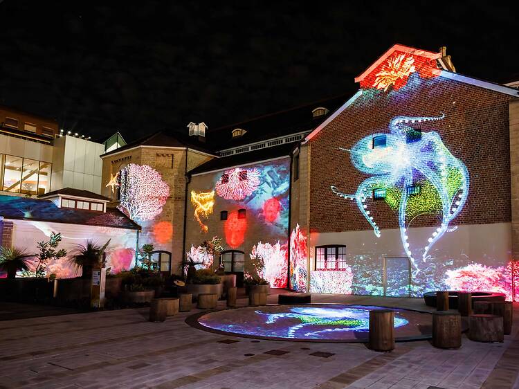Visit ‘Illuminate: Oceans’ after dark