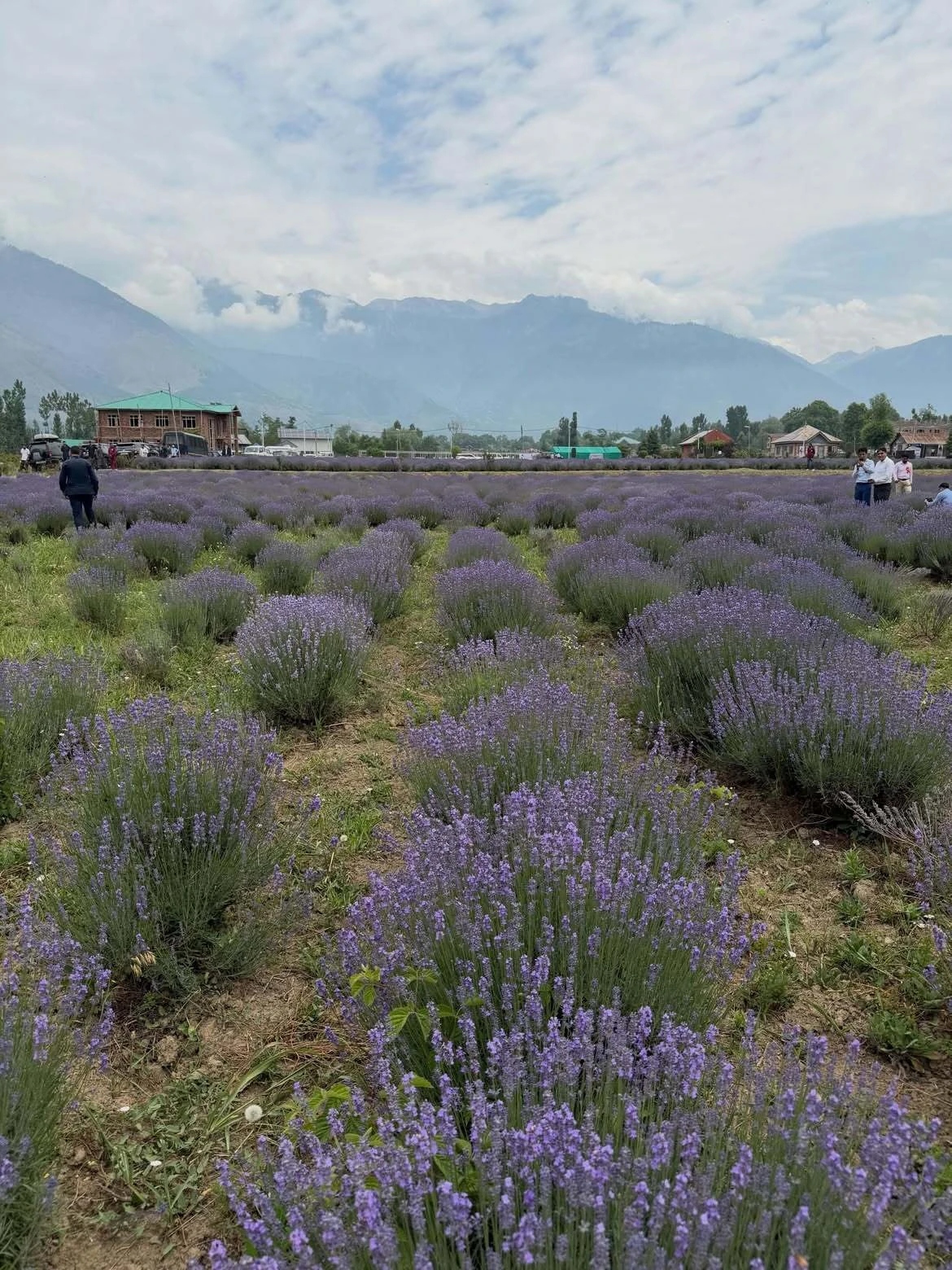 Lavender Harvest in Kashmir