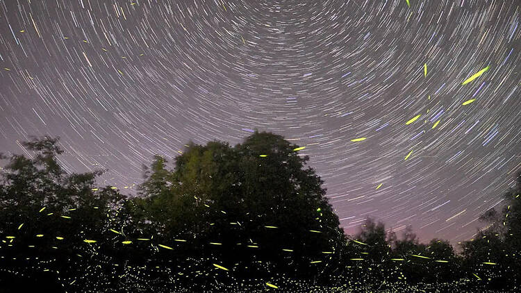 Fireflies Fireflies