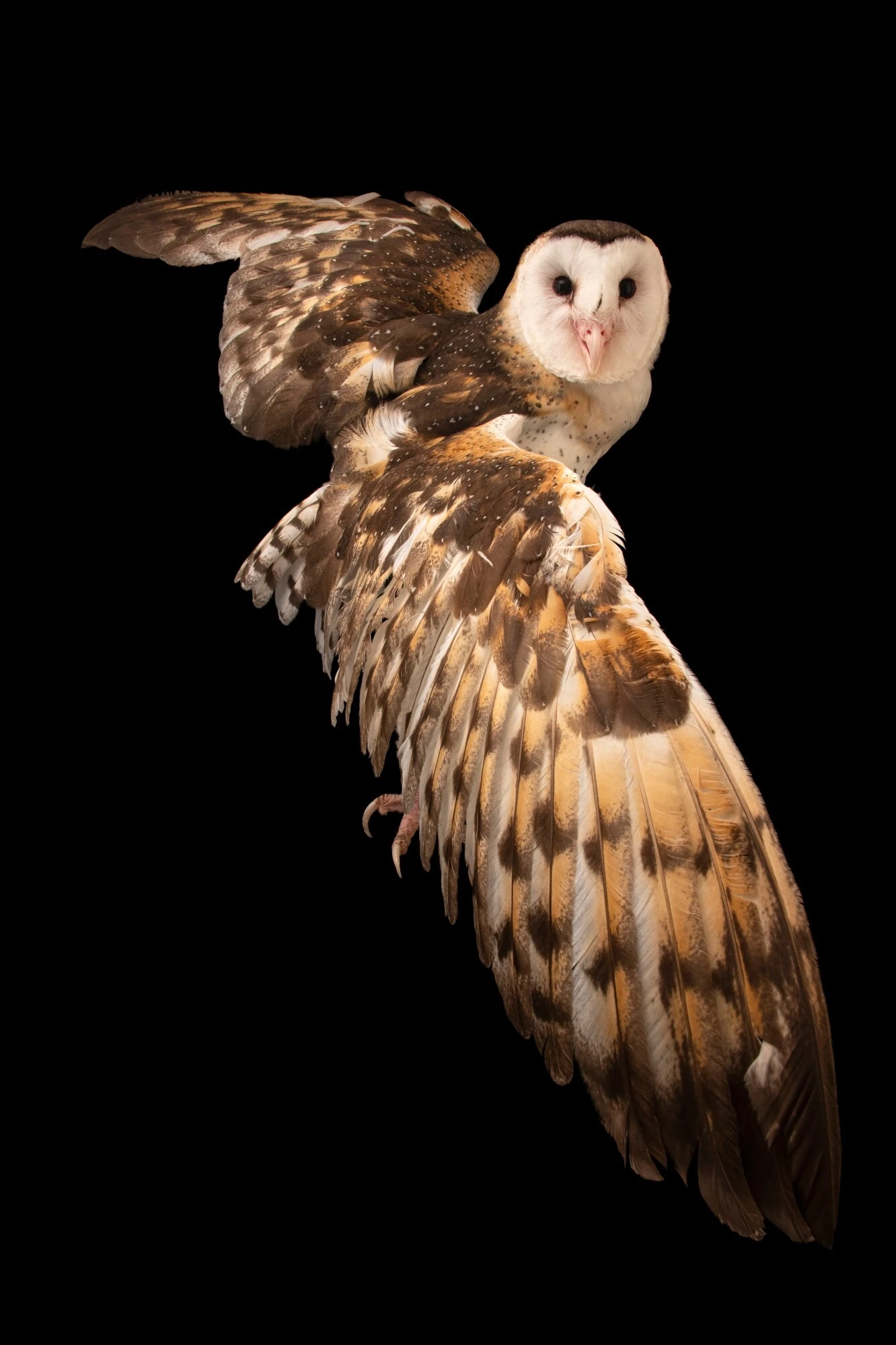  Eastern grass owl 