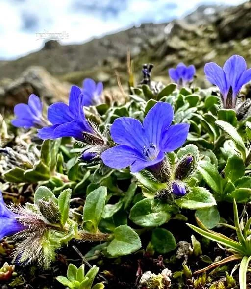 Himalayan plant Cyananthus hookeri 