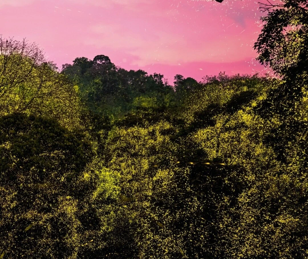 Fireflies in the forests of Western Ghats