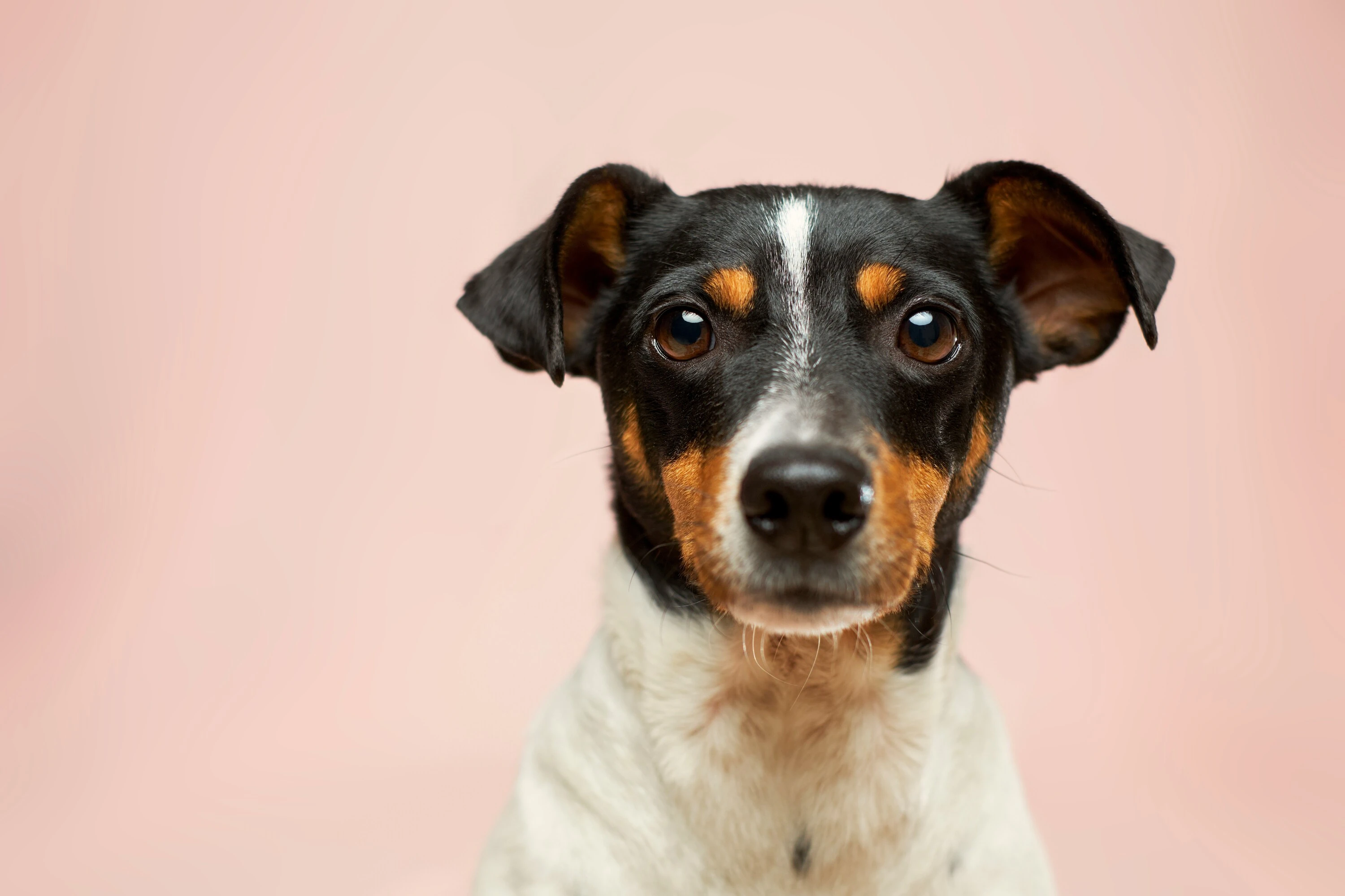 Enjoy a morning of Pilates while playing with puppies and giving back to uMngeni SPCA.