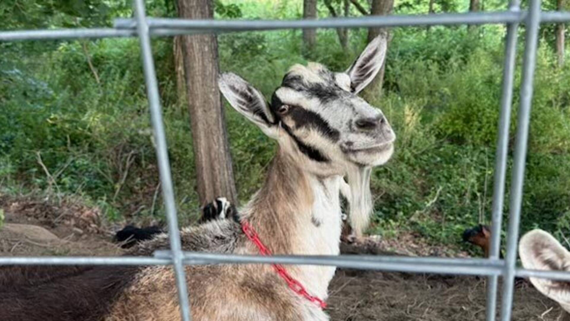Riverside Park’s Goat Eating Contest Returns