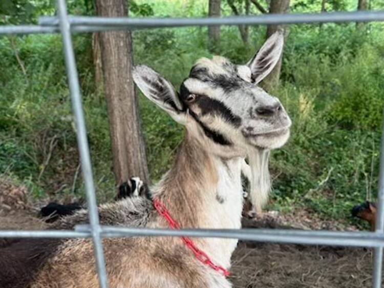 Riverside Park’s famous goats are competing in an actual eating contest this weekend