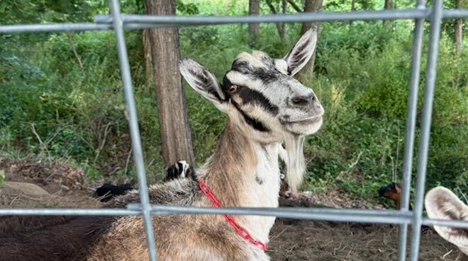 Riverside Park’s goats are having an eating contest