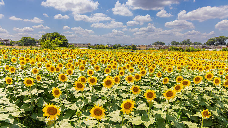 7 best places to see glorious sunflowers in and near Tokyo 7 best places to see glorious sunflowers in and near Tokyo