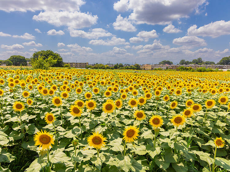 7 best places to see glorious sunflowers in and near Tokyo