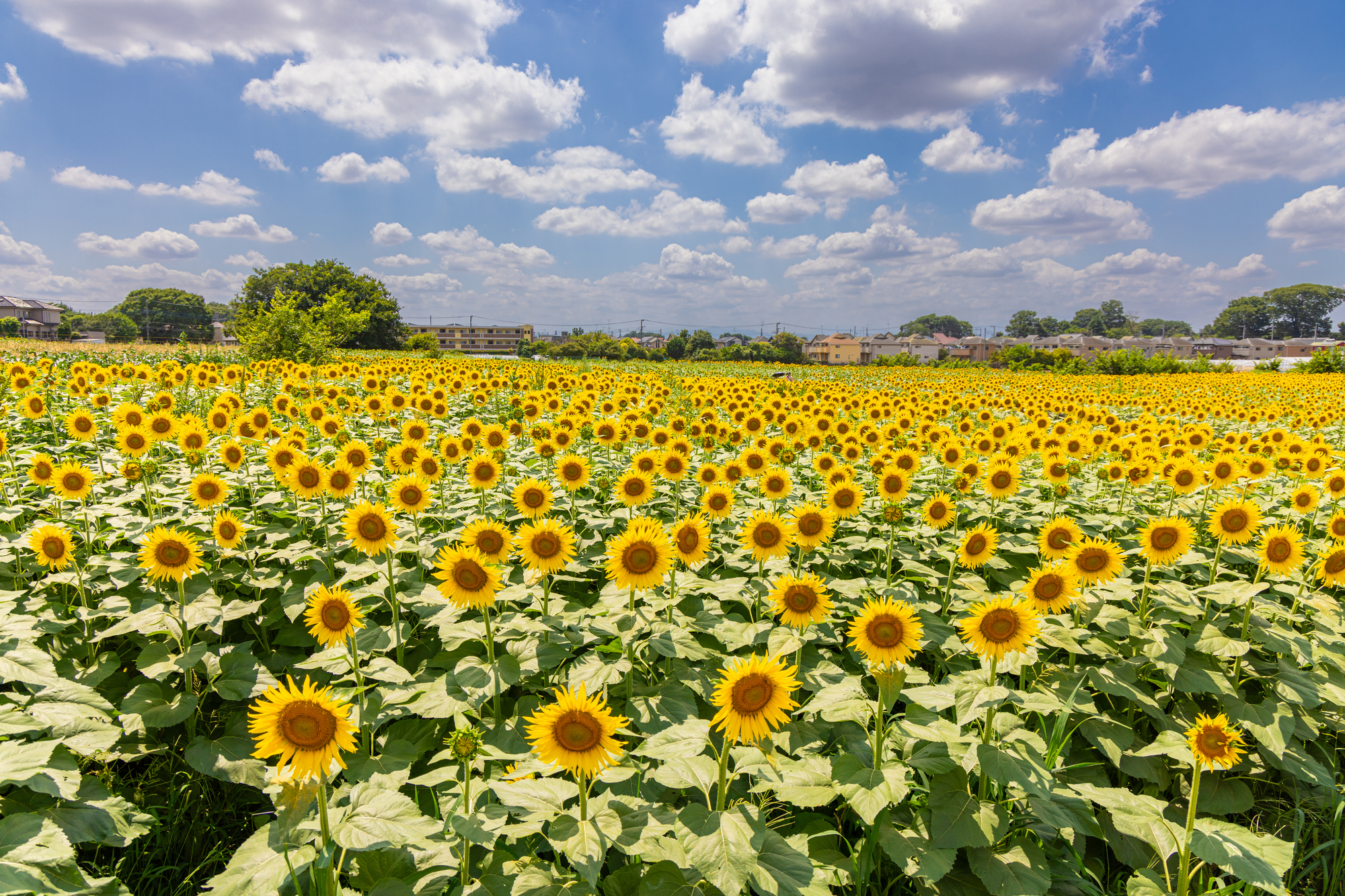 7 best places to see glorious sunflowers in and near Tokyo