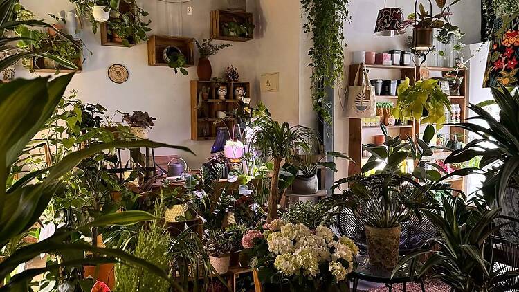 La Habitación Jungla