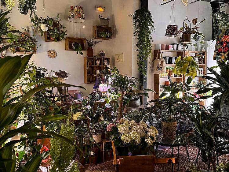 La Habitación Jungla