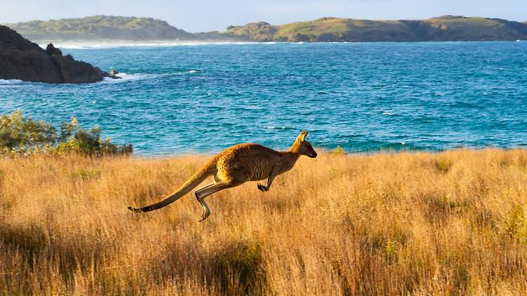 A kangaroo hops through golden grass by the blue ocean