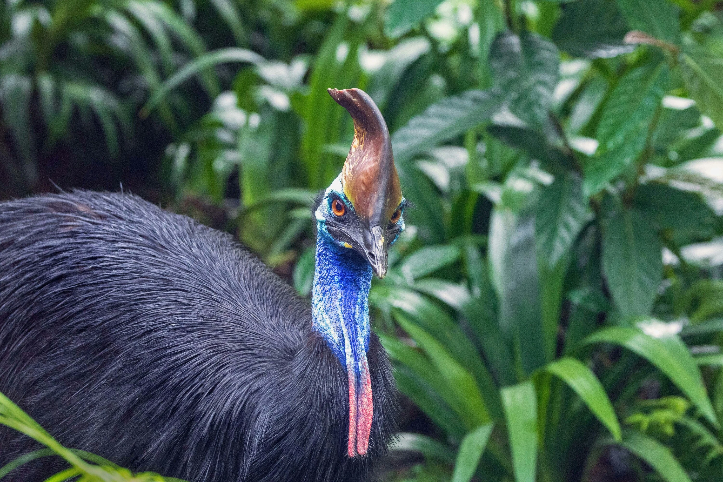 Cassowary in bush