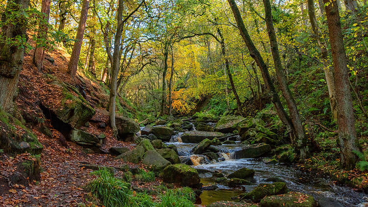 Padley Gorge, Peak District Padley Gorge, Peak District