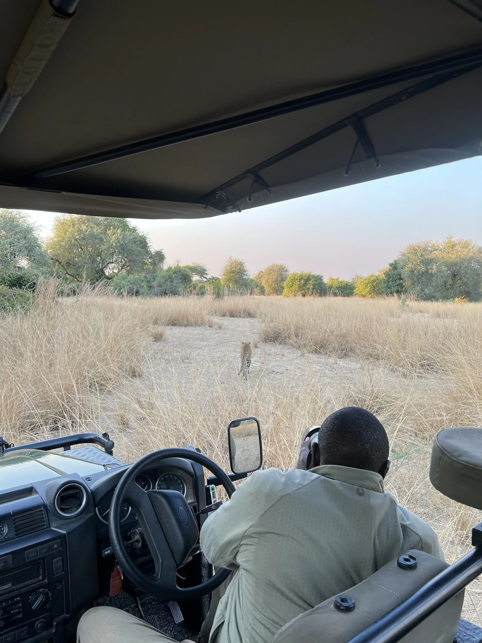 A tour guide snaps a photo of a leopard on safari