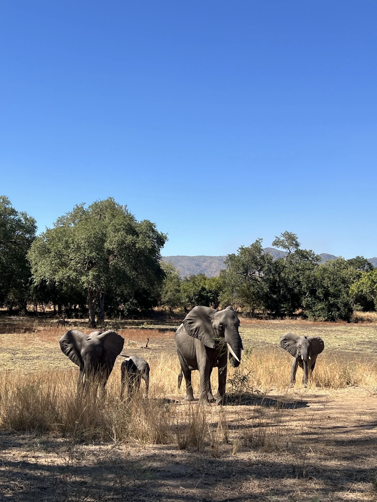 Elephants on safari