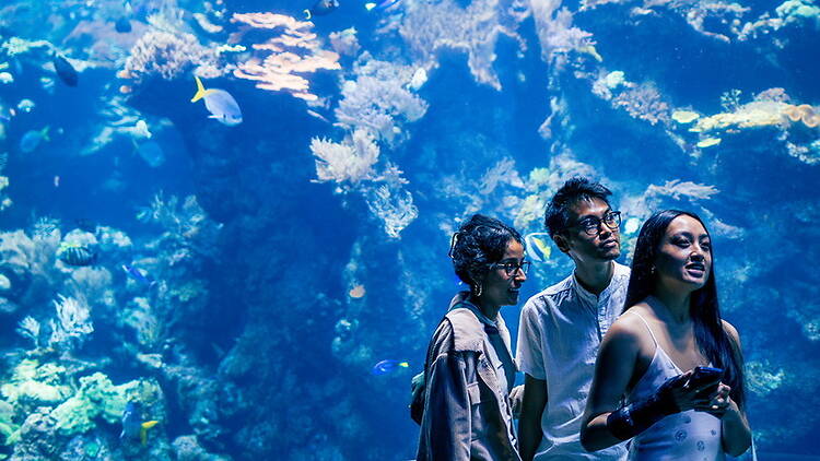 A wide shot of three visitors observing marine life at an aquarium. A wide shot of three visitors observing marine life at an aquarium.