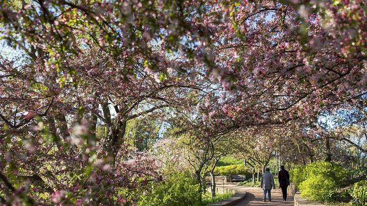 Check out the Chicago Botanic Garden Check out the Chicago Botanic Garden