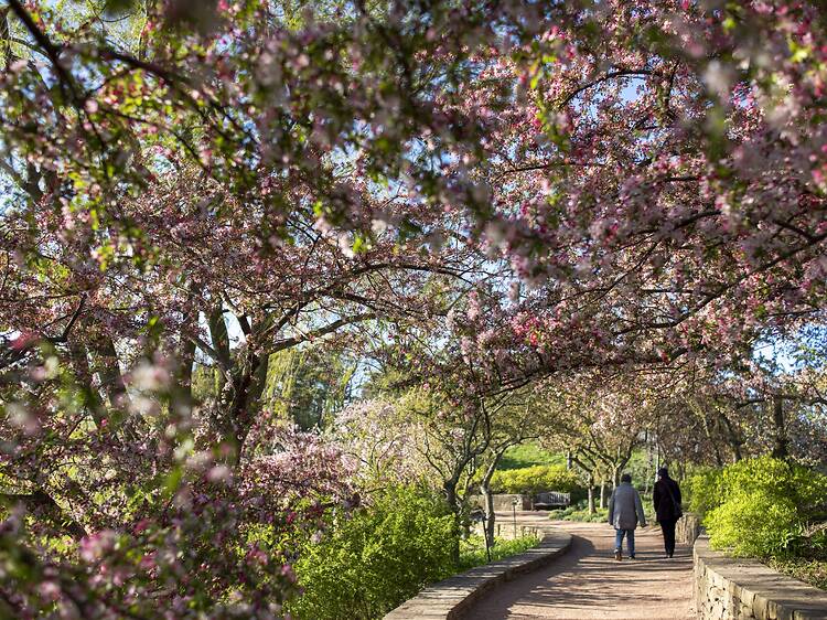 Check out the Chicago Botanic Garden Check out the Chicago Botanic Garden