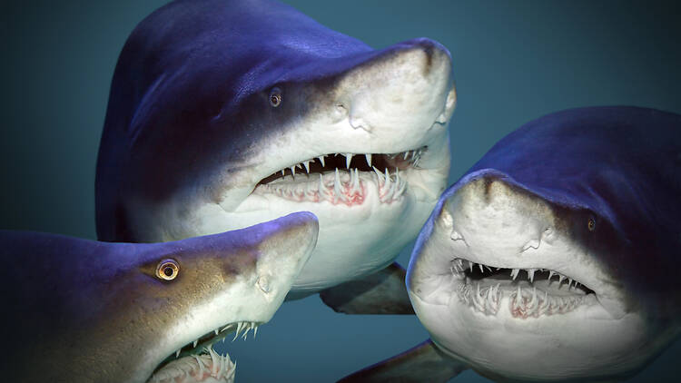 There are now 3 great white sharks in the St. Lawrence—one is near Gaspé There are now 3 great white sharks in the St. Lawrence—one is near Gaspé