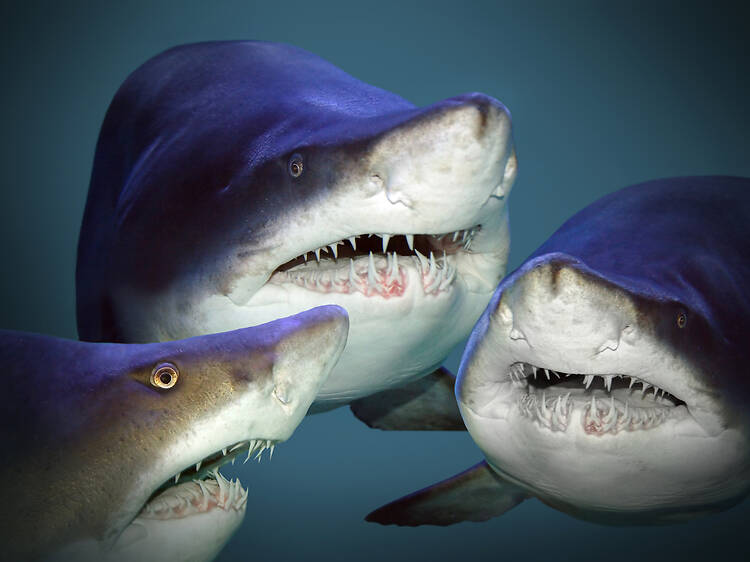 There are now 3 great white sharks in the St. Lawrence—one is near Gaspé There are now 3 great white sharks in the St. Lawrence—one is near Gaspé