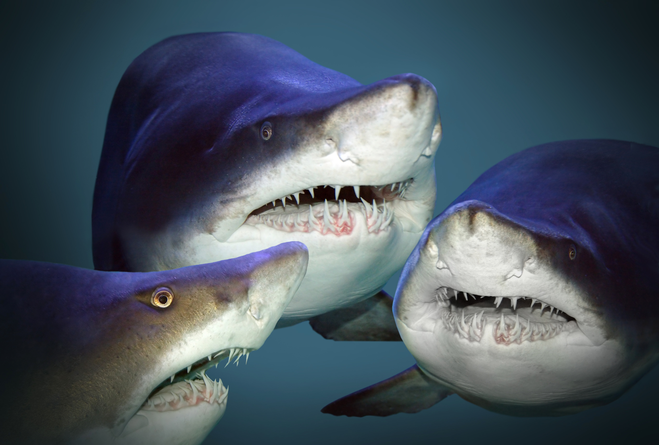 There are now 3 great white sharks in the St. Lawrence—one is near Gaspé
